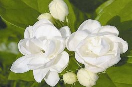 茉莉花烂根了怎么办（换土换盆洗净重新种植）