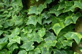 常春藤的水培方法（四个步骤让你的常春藤郁郁葱葱）