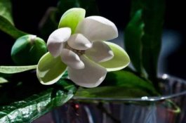 温度与湿度-塑料暖棚养猪的环境影响与日常管理（三）