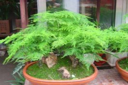 文竹盆景的制作方法（教你四种最美观盆景造型）