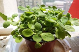 碰碰香能吃吗（可食/