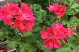 天竺葵夏天可以扦插吗（可以/总结最简易四个步骤）