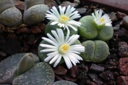 豆田杂草的农药防除要点介绍