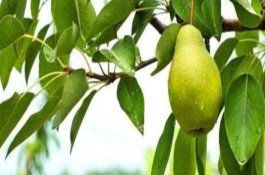 梨树叶子发黄怎么回事(详解) 梨树叶子发黄怎么回事(详解)