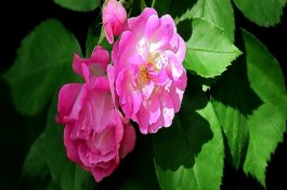 蔷薇花怎么扦插 蔷薇花怎么扦插