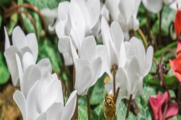 细菌性传染病－猪传染性萎缩性鼻炎的诊断