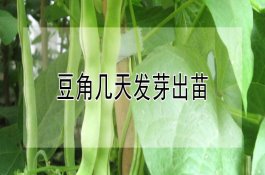 五黑鸡有什么营养价值（养殖优势有哪些）