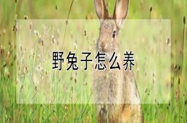 怎样管理生长期的香菇菌丝