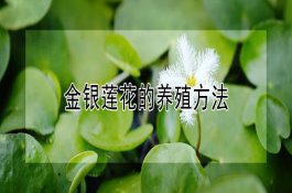 科学防治水稻夏季病虫