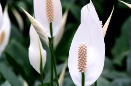 香豌豆采前管理须知