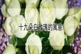 白玫瑰代表什么意思？寓意与由来