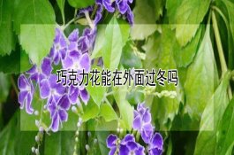 稻瘟病可选用醚菌酯根治