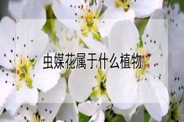 黑豆产地在哪儿（泡醋吃能治白发吗）
