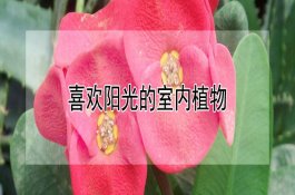 葱蒜类蔬菜的分级标准是什么？