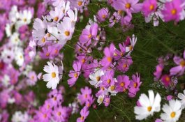 中草药治疗仔猪断奶前腹泻