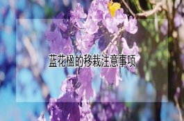 蓝花楹种植要点：移栽时间与日常养护方法汇总