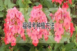 迷你杜宾犬价格多少钱一只？