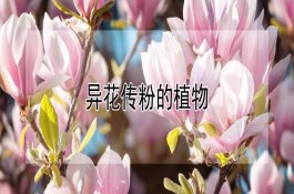 沙田柚产地在哪儿（孕妇能吃吗）