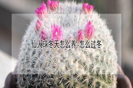 兰花介壳虫怎样防治有效