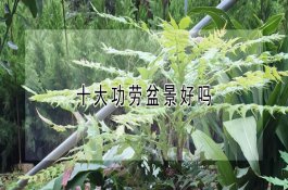旱地施用除草剂“有讲究”