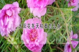 7月起（农产品增值税税率从13%降至11%）