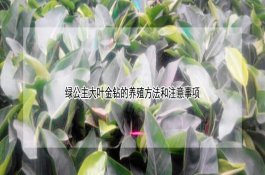 猪胃溃疡使养猪业蒙受很大的经济损失