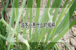 作物药剂拌种慎选农药