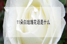 木炭治仔猪拉稀