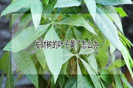 种植玉米的农户来看看！玉米秸秆还田技术正确做法