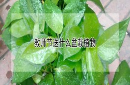 如何防治菠萝心腐病