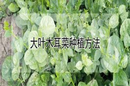 大叶木耳菜种植方法 大叶木耳菜种植方法