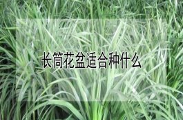 防治豇豆炭疽病怎样用药