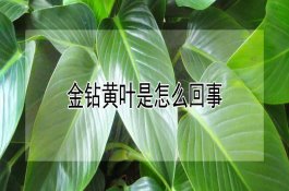养猪如何合理分群和并群