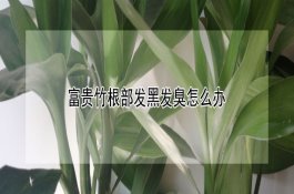 菜菇套种栽培需注意事项