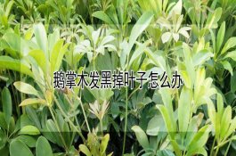 冬季猪“高热病”的保健防控措施