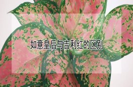 离乳仔猪饲养管理技术