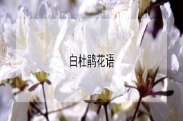 猪链球菌病防治要点：症状识别与用药方法梳理