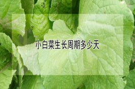 科学栽培伏秋蒜苗