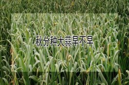 常见除草剂对后茬作物的影响