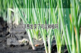 棉花一播全苗技术详解