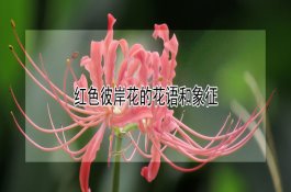 硝酸士的宁用于治疗仔猪脱肛