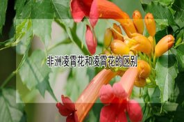 棉花棉铃曲霉病怎样用药