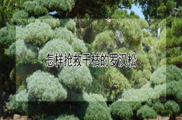 蓬莱松价格多少钱一盆（养殖需要注意啥）