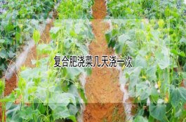 黄瓜灰霉病的防治方法
