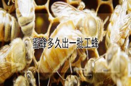 春天小麦管理播种技巧