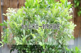 猪发病时有哪些常见病理变化？