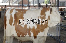 韭黄黑膜覆盖需知事项