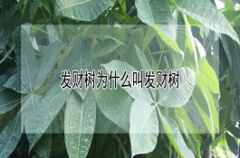 香菇（花蕈）冬季如何栽培管理（技术要点有哪些）