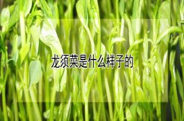 硫铵（棚菜保健的好帮手）