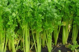 掺混肥料(BB肥)国家标准要点